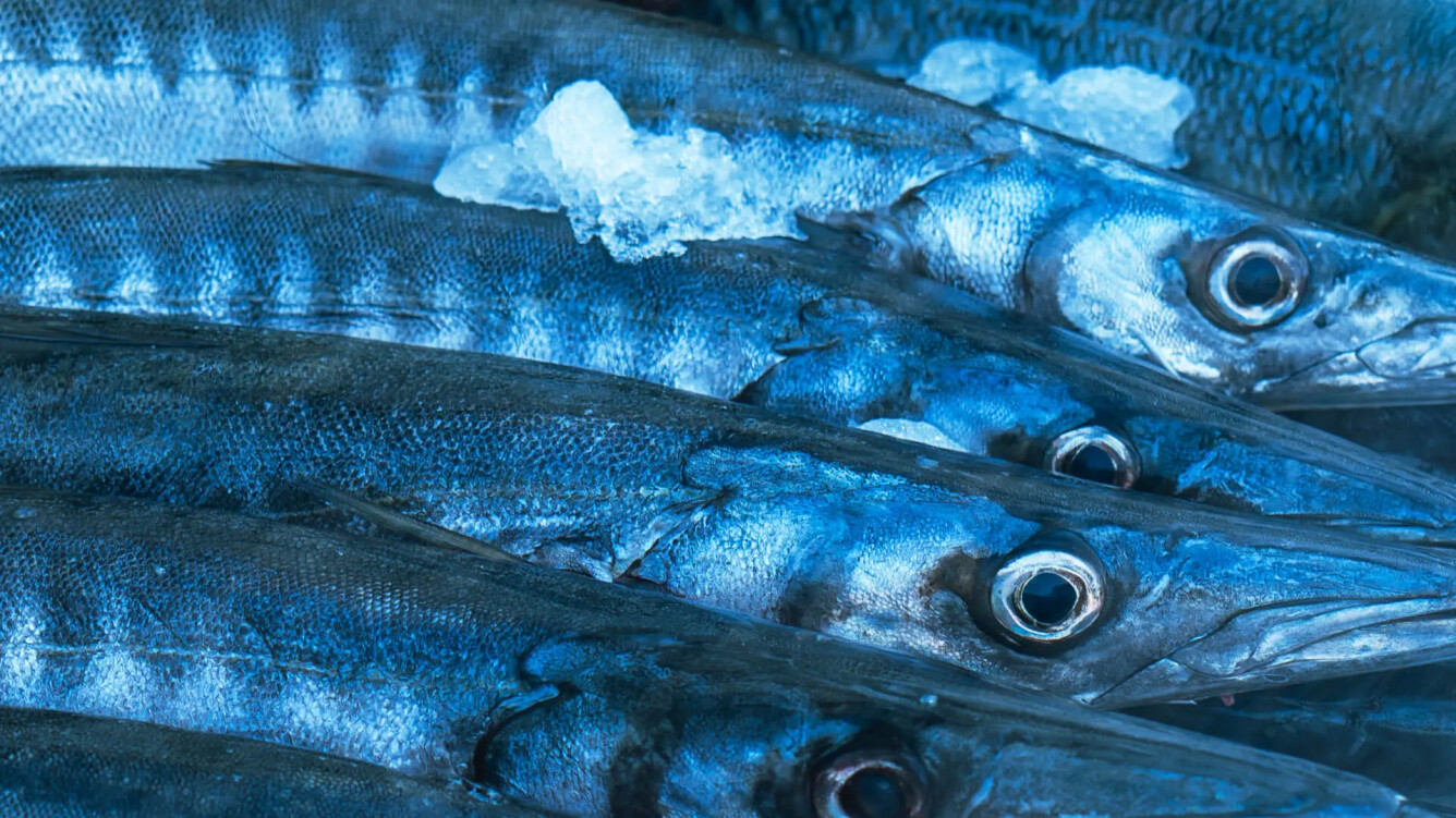 La vaca azul