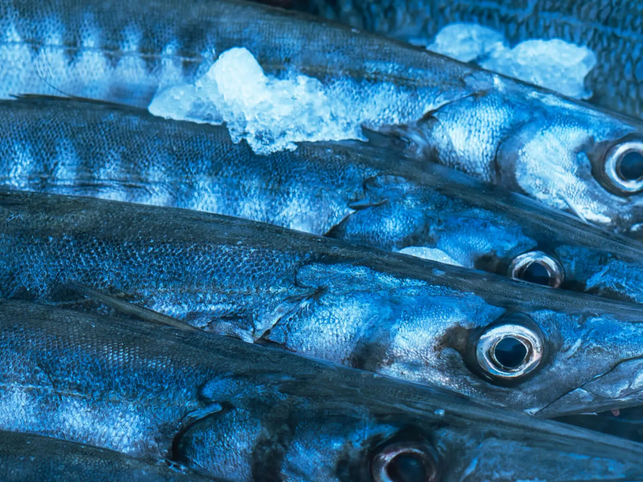 Cabecera-de-La-vaca-azul-1.jpg