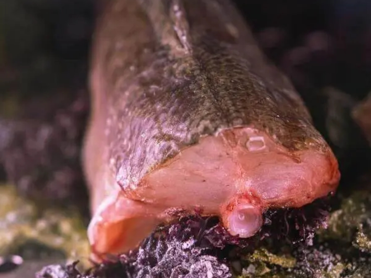 Pescado-de-Mama-Gastro-Adventure-e1736355513188.jpg